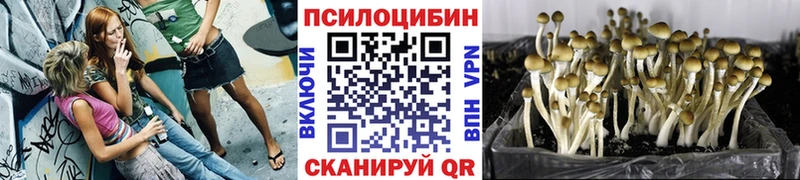 Псилоцибиновые грибы мицелий Дмитровск